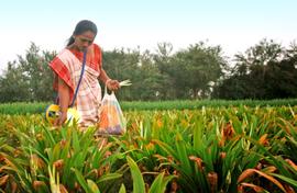 SEWA lighting up fields